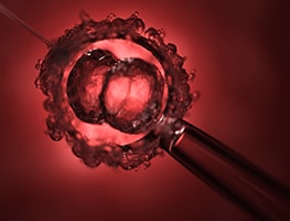Embryo transfer microscopic image